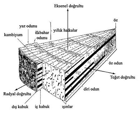 ahşap - ahşabın anatomik yapısı